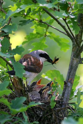 Cendet - Penduline tit and nestlings